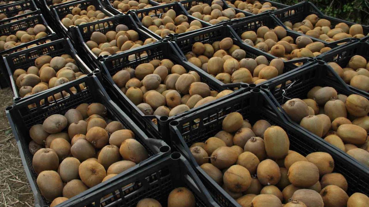 Samsun Çarşamba Ovası'nda Kivi Hasadı 13 Bin 800 Ton Oldu