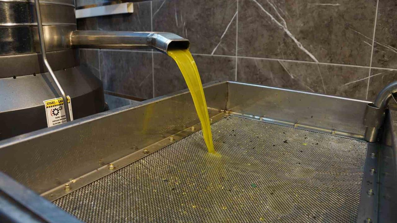 Aydın'da Zeytin Hasat Sezonu Başladı, Yağ Oranı Yüksek