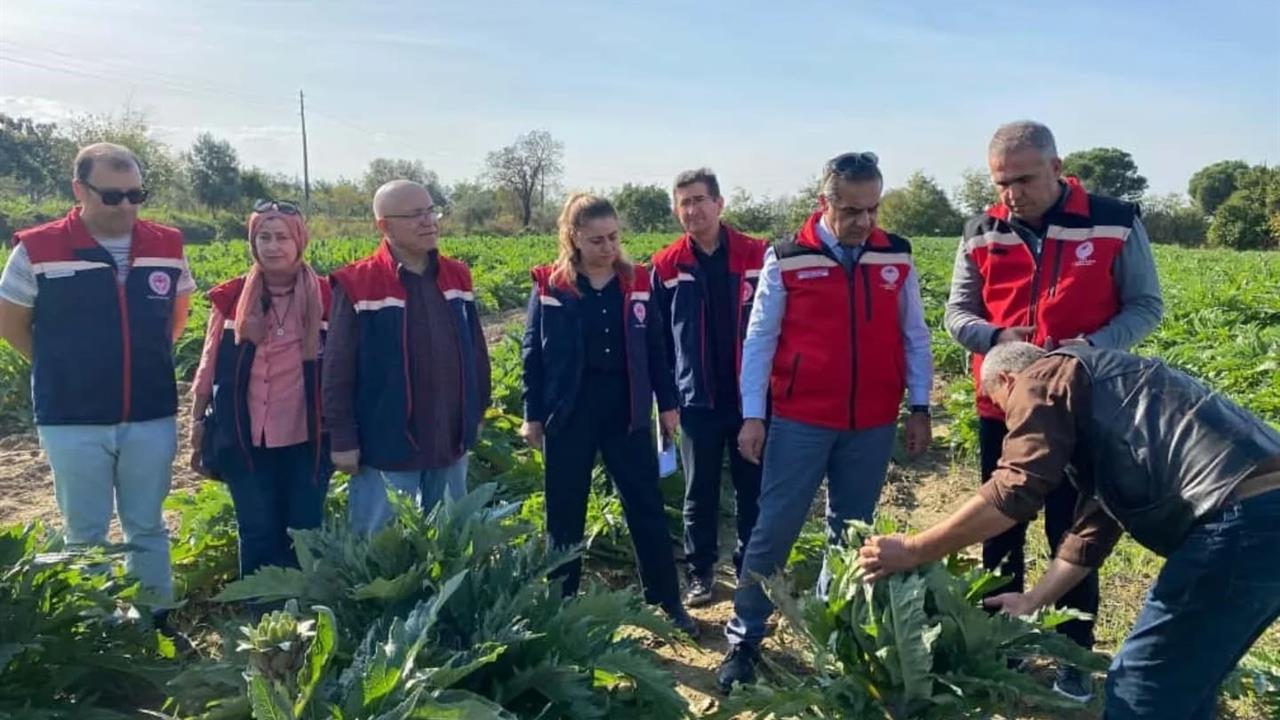 Aydın Efeler'de Enginar Üretimi 2024'te 6 Bin 615 Ton Olacak