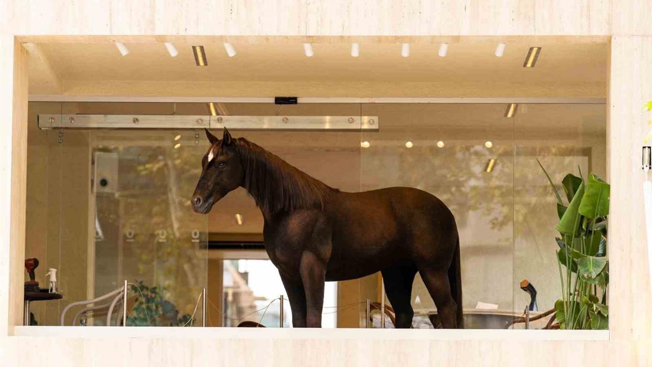 Espressolab, İstanbul'da Bağdat Caddesi'nde 'Kahve' İsimli Animatronik Heykeli Sergiliyor