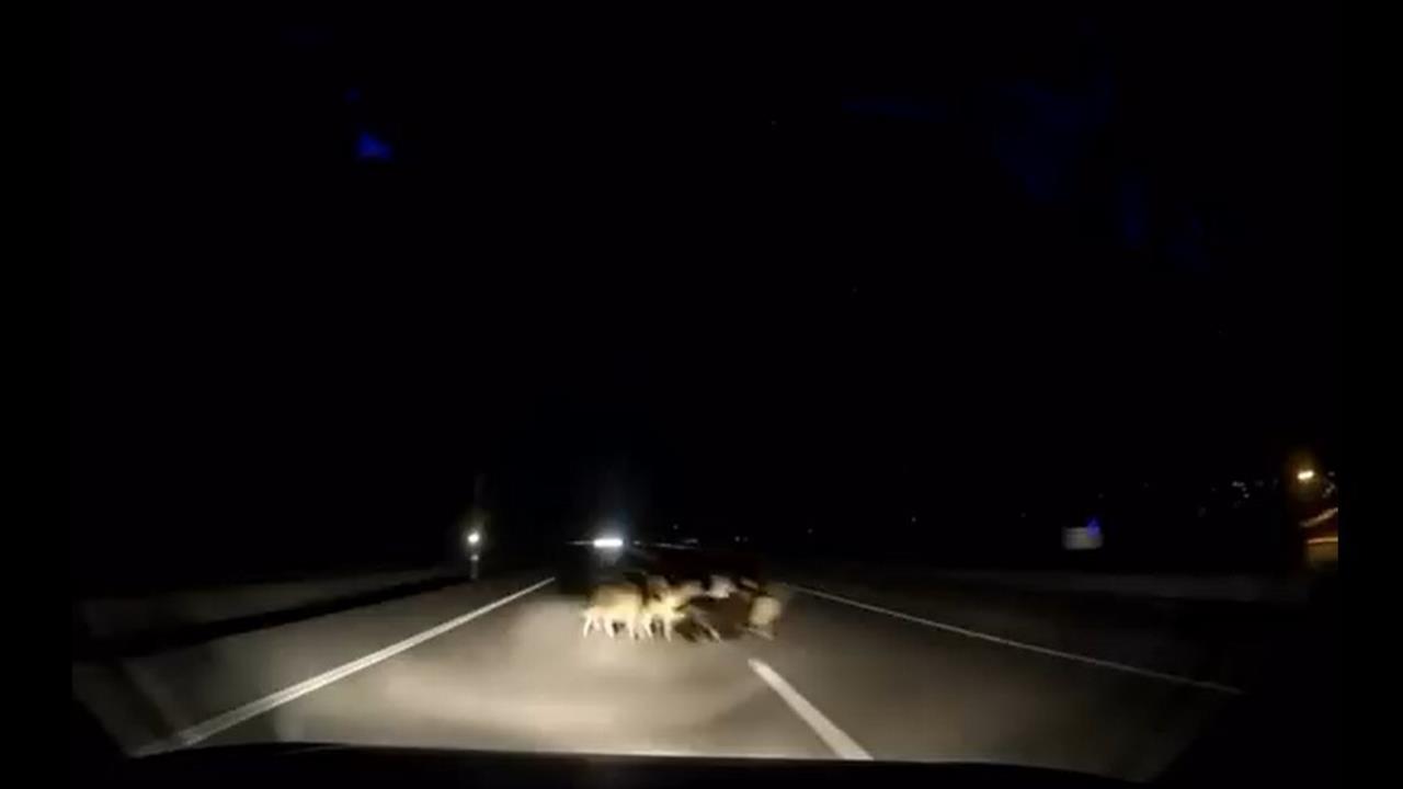 Tokat Niksar'da Otomobilin Çarptığı Koyun Sürüsünde 12 Koyun Telef Oldu