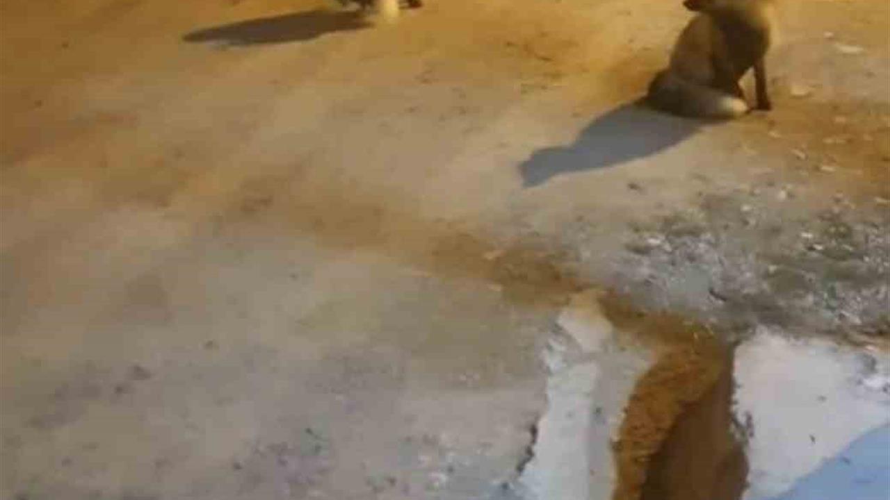 Trabzon Köprübaşı'nda Rafet Hancı, 5 Tilkiyle Yaşamaya Devam Ediyor