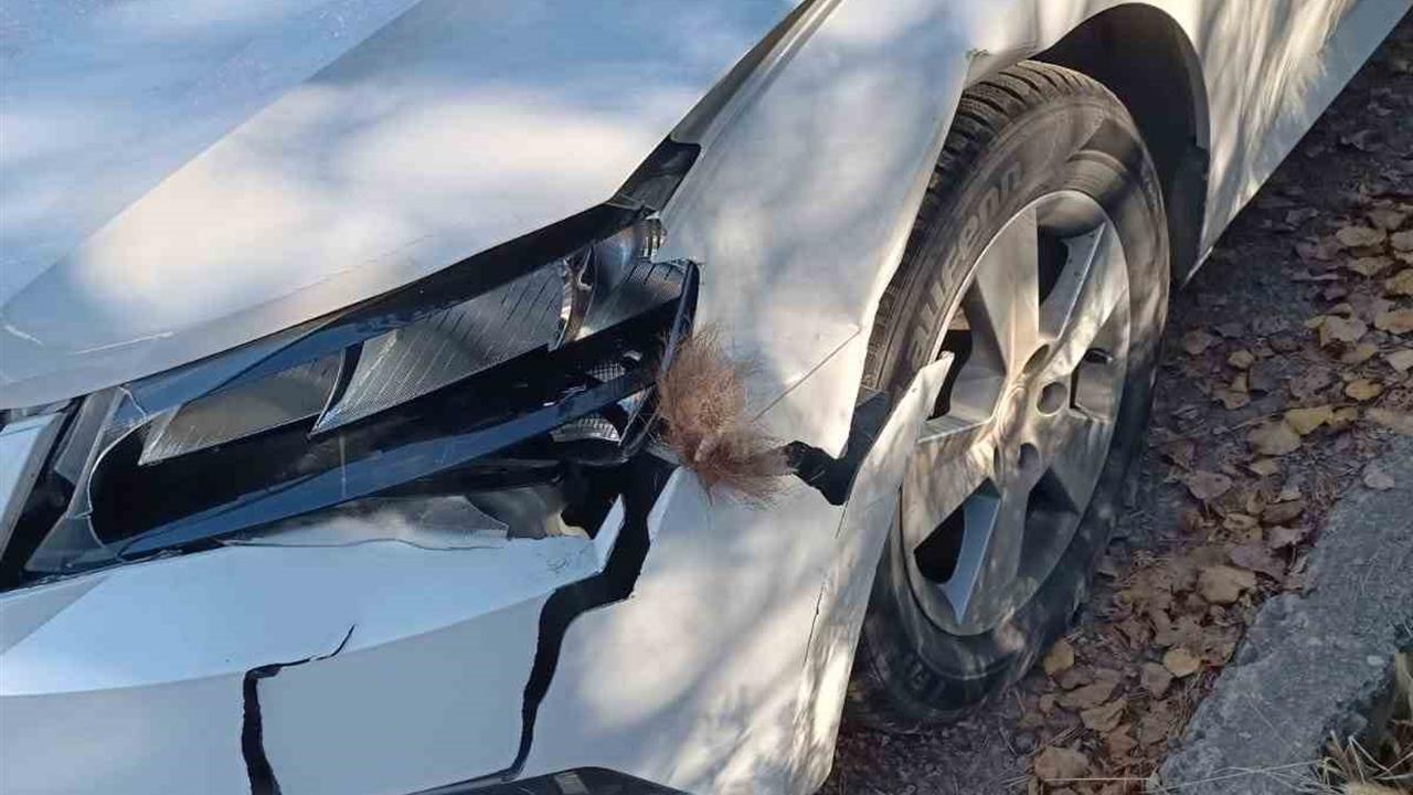 Erzurum İspir'de Yola Çıkan Boz Ayıya Çarpan Araçta Hasar Meydana Geldi