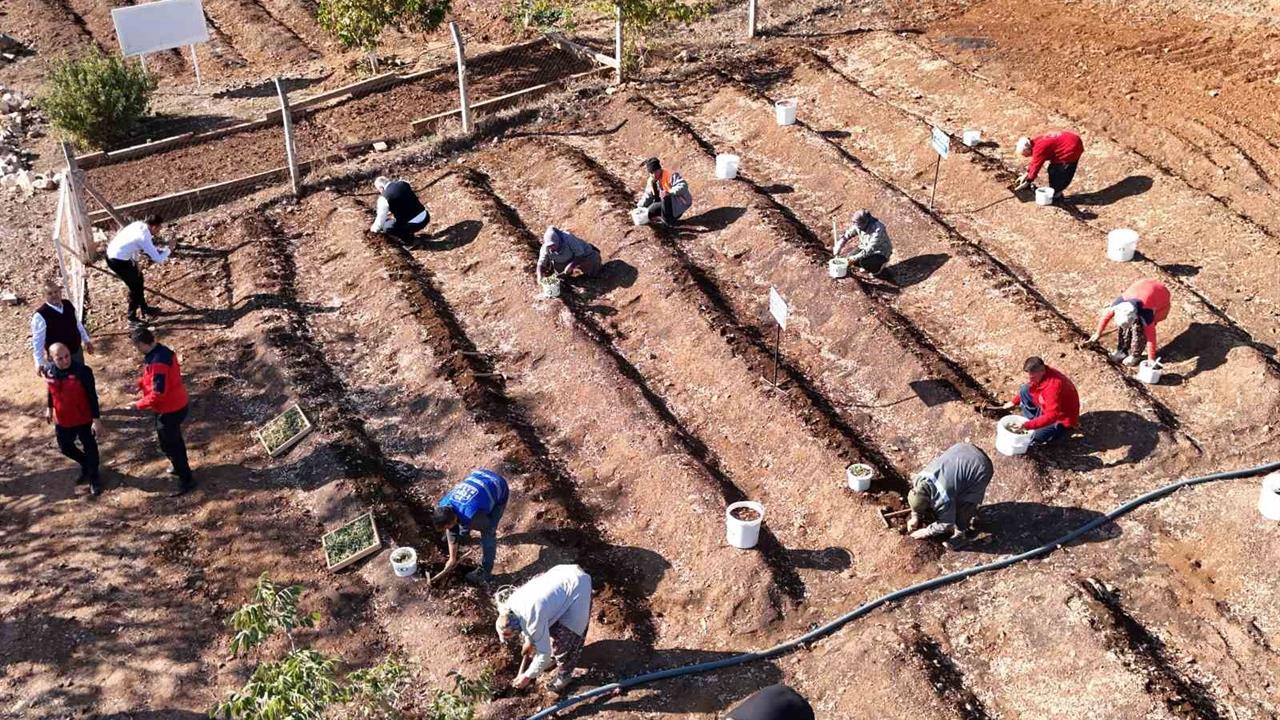 Kahramanmaraş'ta Salep Üretimi İçin Toprakla Buluşturuldu