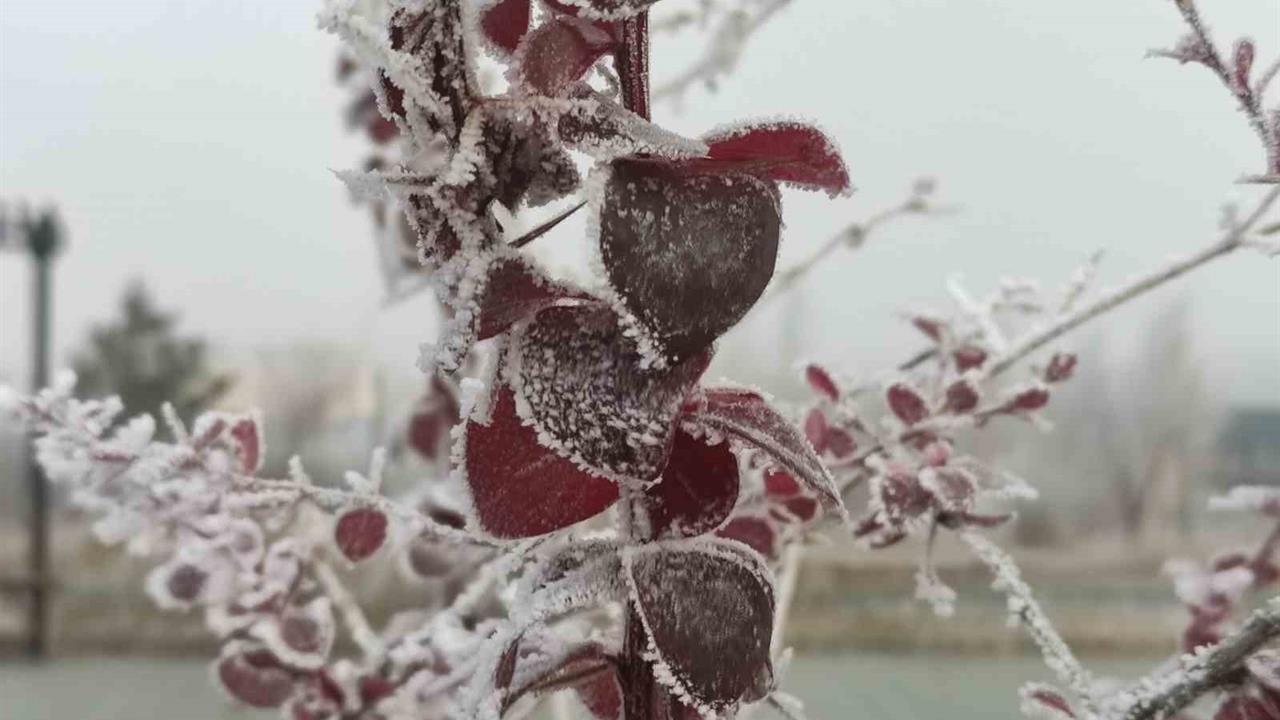 Ardahan Göle'de Gece Hava Sıcaklığı Eksi 13 Dereceye Düşerek Kırağı Oluşumuna Neden Oldu.
