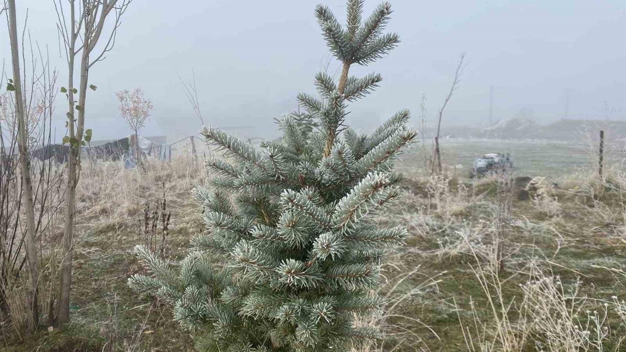 Ağrı Patnos’ta Hava Sıcaklıklarının Düşmesiyle Kırağı Görüldü