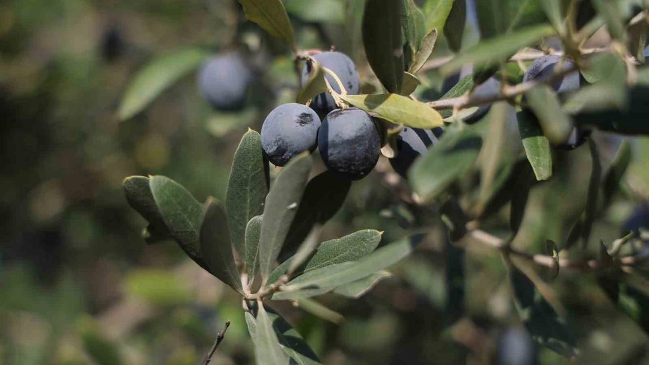 Hatay'da 17 Milyon Zeytin Ağacında 201 Bin Ton Zeytin Hasadı Beklentisi Var
