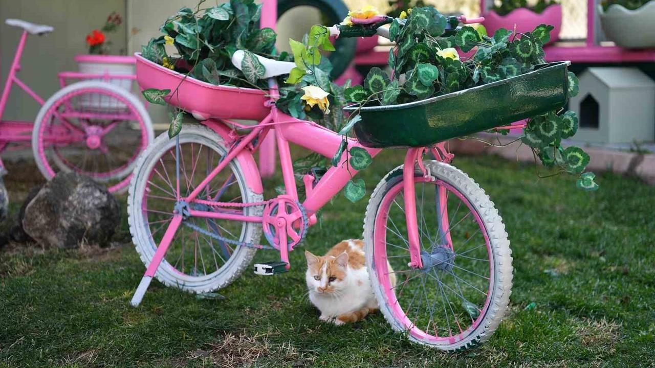 Kayseri Beştepeler'de Bulunan Kedi Bakım Evi, Sokak Kedilerini Koruyor