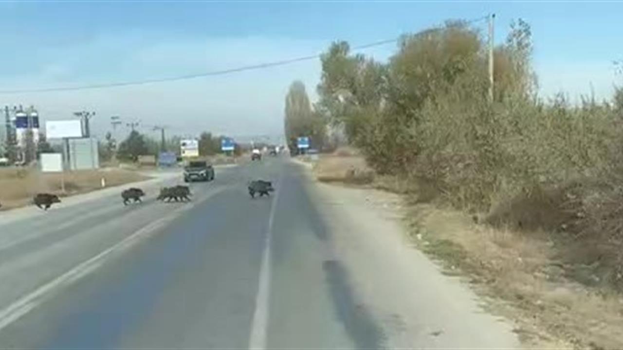 Konya Beyşehir'de Yolda Yaban Domuzu Sürüleri Aniden Belirdi