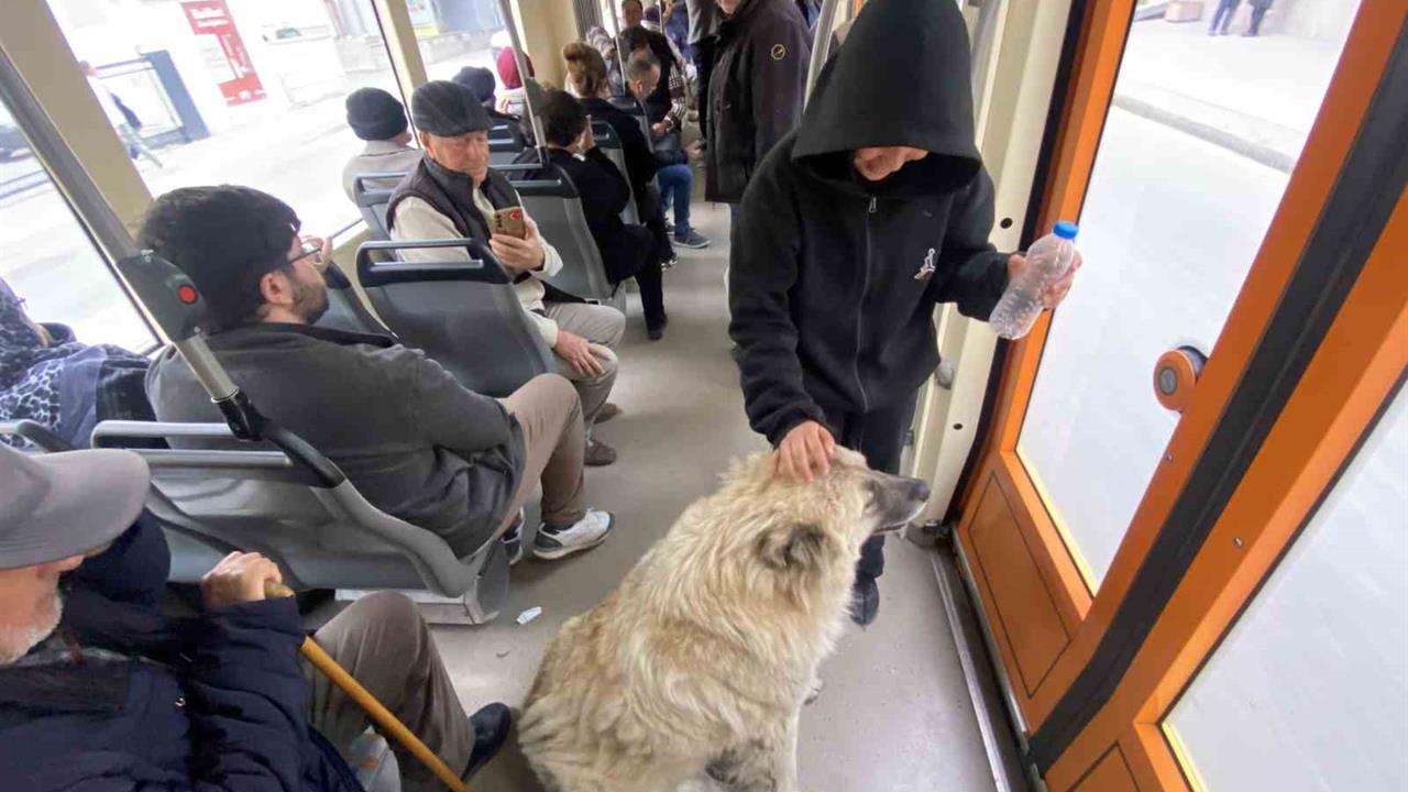 Eskişehir'de Tramvaya Binen Sevimli Bir Köpek Yolcuların İlgi Odağı Oldu