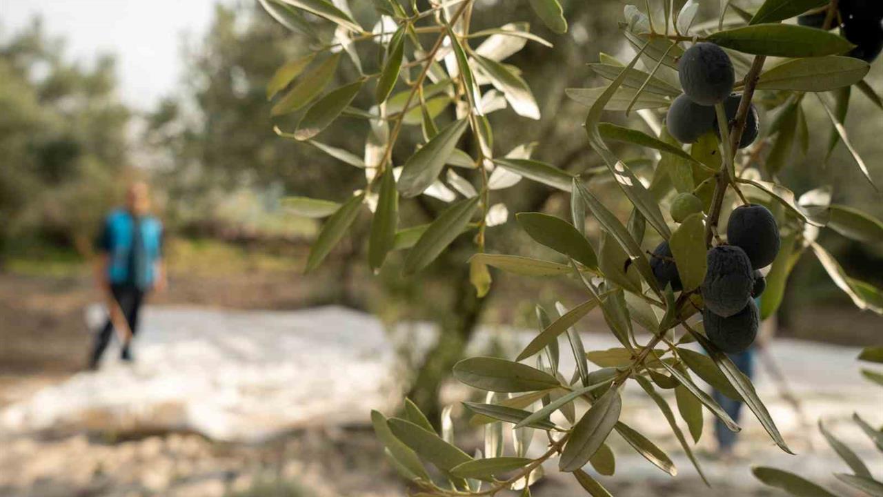Manisa Yunusemre'de Denetimli Serbestlik Yükümlüleri Okul İçin Zeytin Hasadı Yaptı