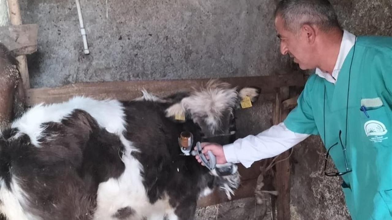 Konya Beyşehir'de Büyükbaş Hayvanlar İçin Şap Aşısı Uygulaması Başlatıldı