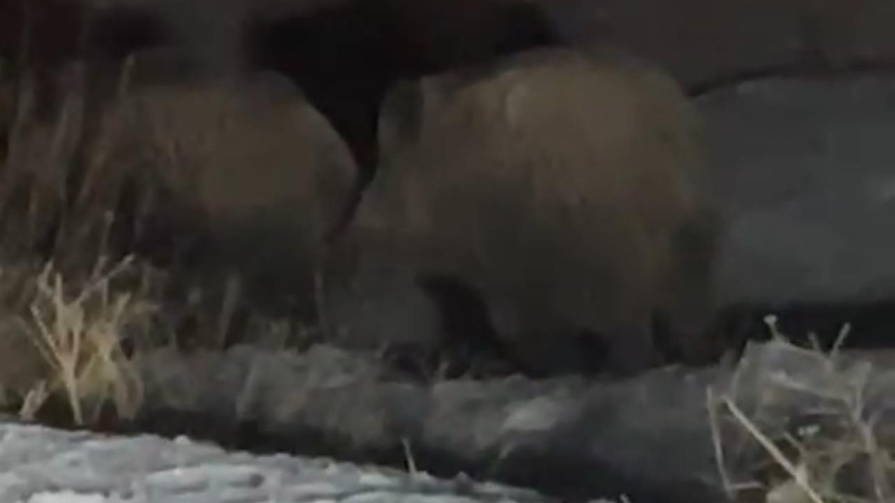 Hakkari Yüksekova'da Ana Caddeye İnen Domuzlar Trafiği Tehdit Etti