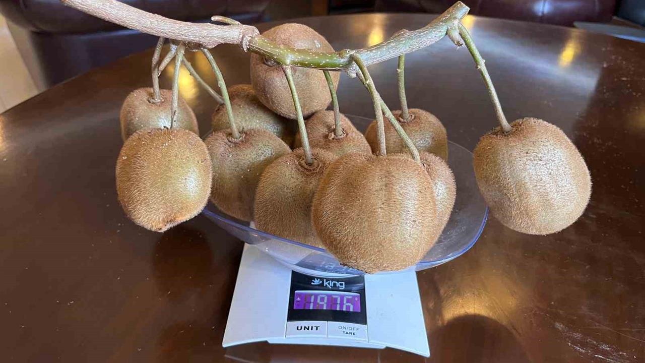 Çarşamba'da 180 Gramlık Kivi Tescili Gerçekleşti