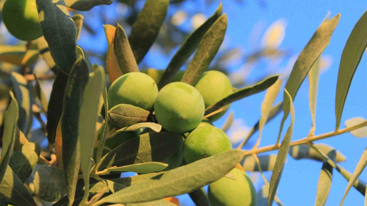 Balıkesir'de Zeytin Alırken Dikkat Edilmesi Gereken Hususlar Açıklandı