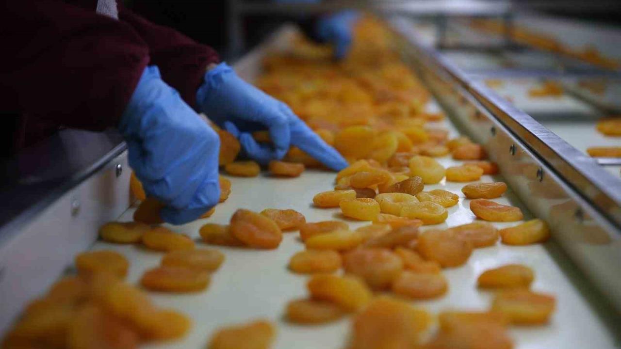 Malatya'da Zirai Donun Etkisiyle Kayısı İhracatında 300 Milyon Dolar Gelir Hedefleniyor