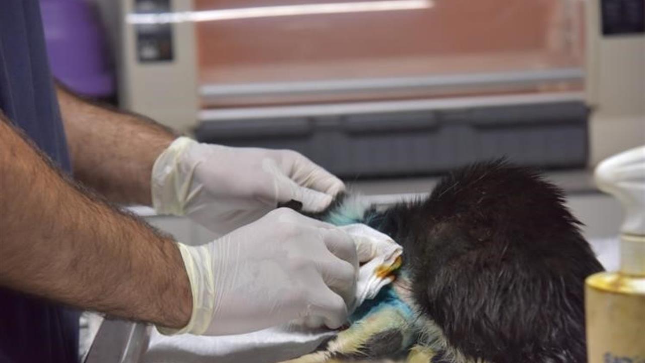 Bilecik'te Distal Oblik Kırığı Olan Kedi 2 Saatlik Ameliyatla Tedavi Edildi