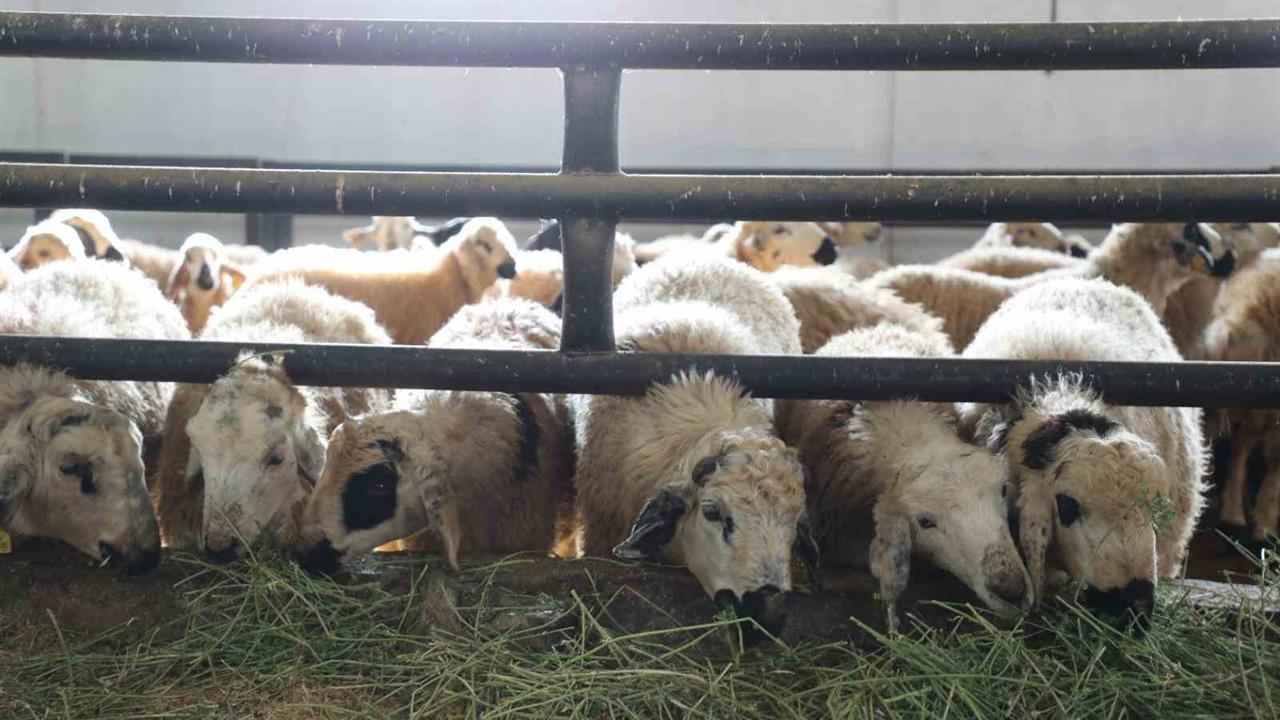 Elazığ Kovancılar'da Devlet Desteğiyle 120 Başlık Çiftlik Kuruldu