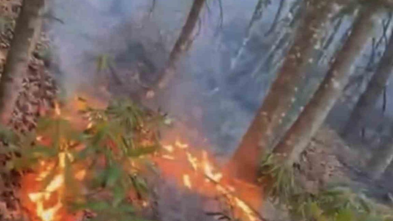 Düzce Merkez'de Ormanlık Alanda Çıkan Yangın Kısa Sürede Söndürüldü