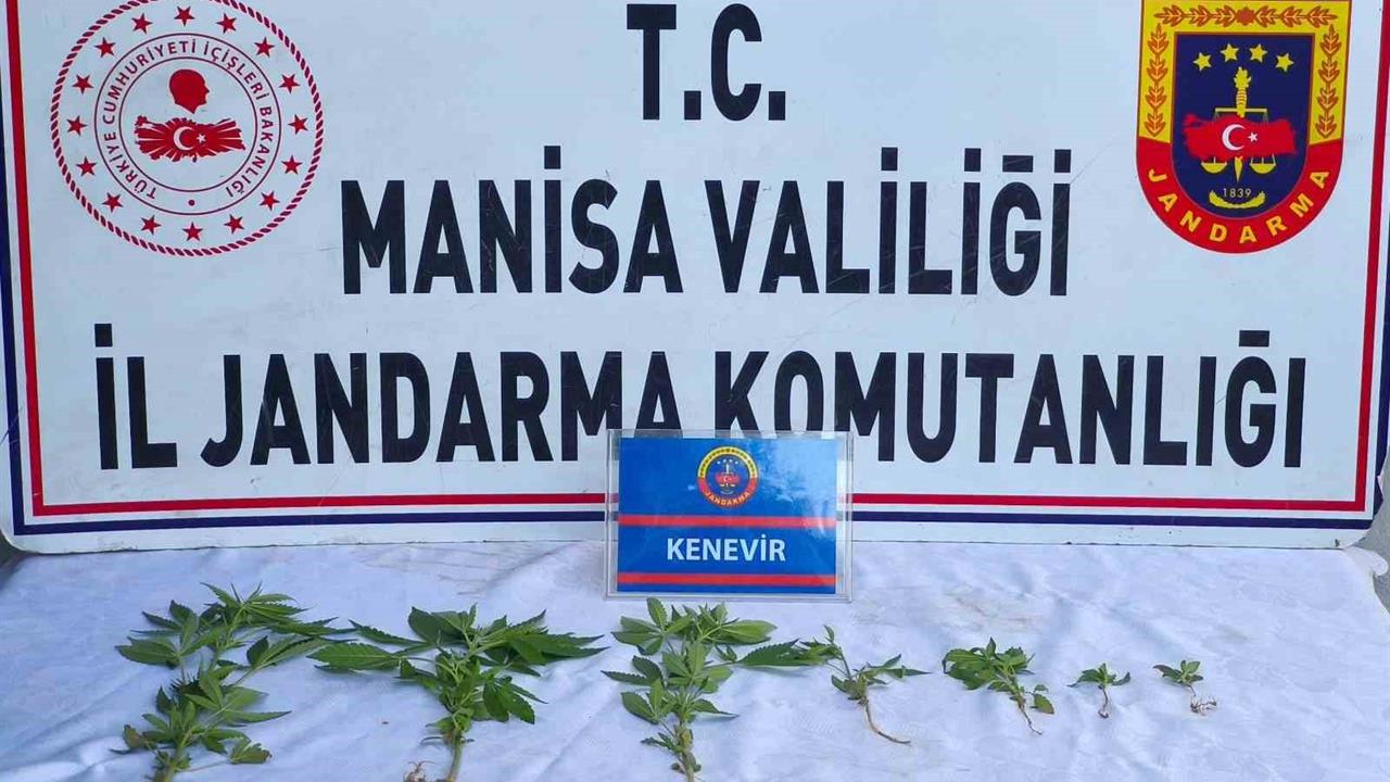 Manisa Salihli'de Üzüm Bağında Yetiştirilen Kenevir Bitkileri Ele Geçirildi