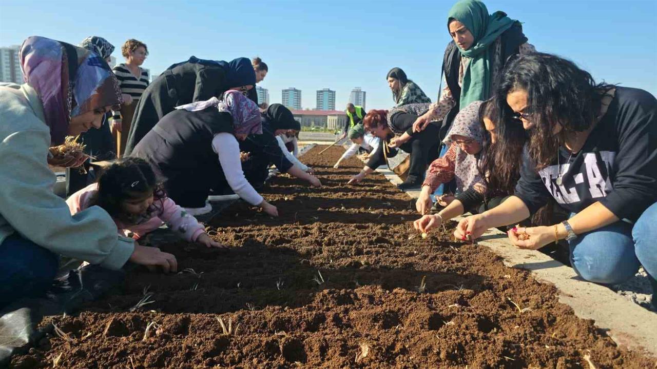 Diyarbakır'da Kadınlara Yönelik Tıbbi ve Aromatik Bitkiler Atölyesinde Safran Ekimi Gerçekleştirildi.