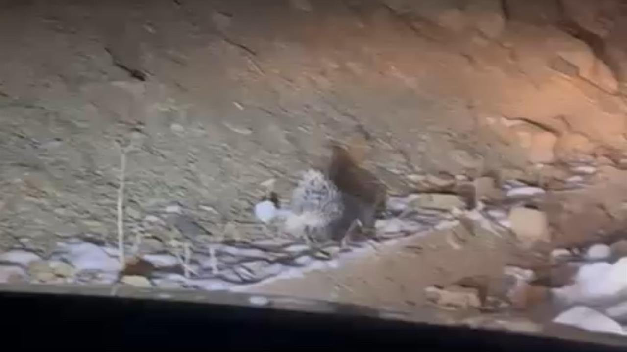 Hakkari Yüksekova'da Nadir Olarak Görülen Hint Oklu Kirpi Belgeledi