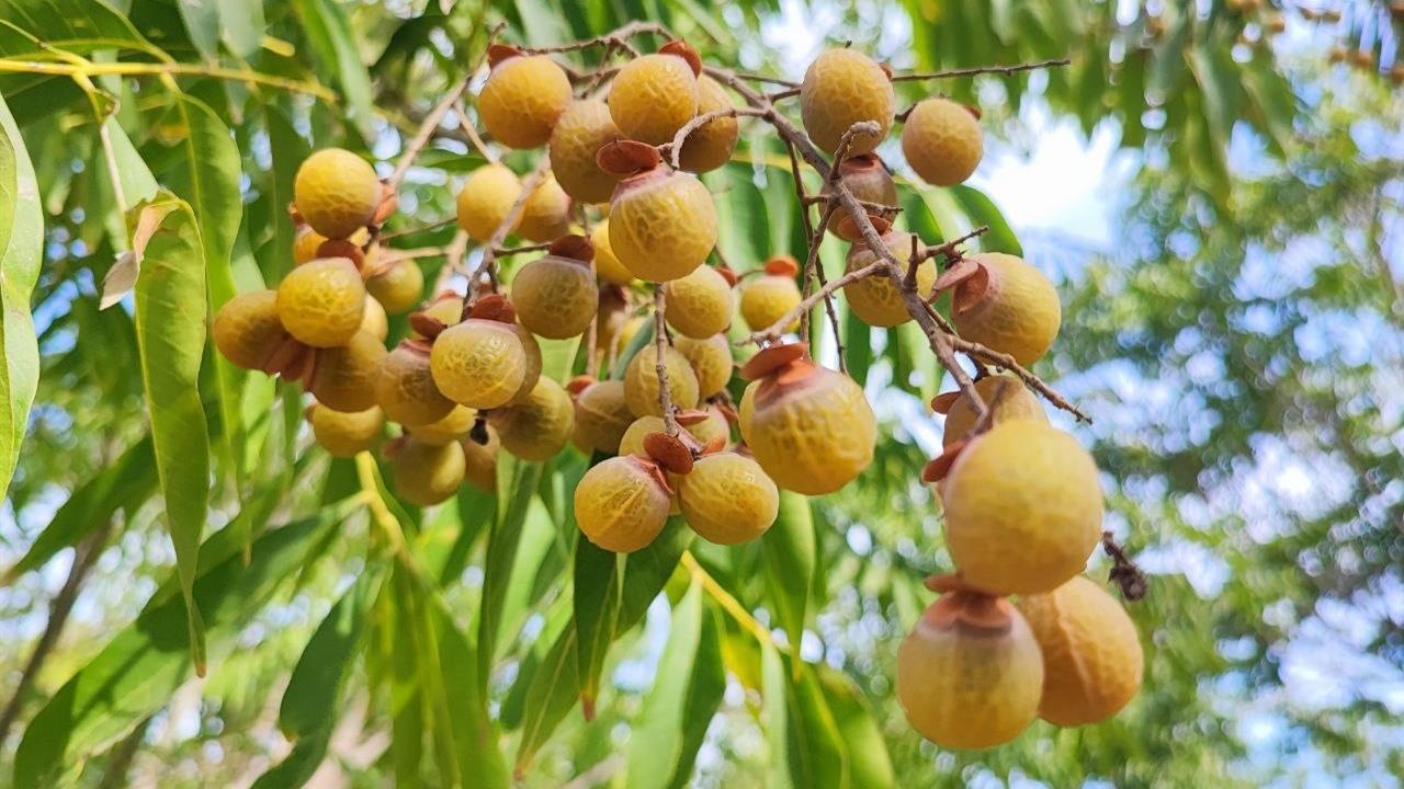 Adana Ceyhan'da Sabun Cevizi Ağaçları ile Doğal Temizlik Ürünü Üretimi Başladı