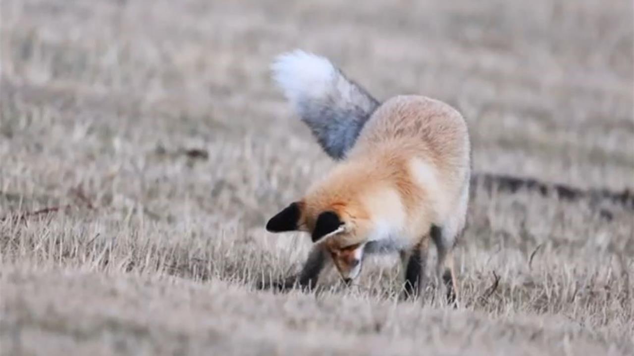 Ardahan Posof'ta Kızıl Tilkinin Fare Avlama Anları Kameralara Yansıdı