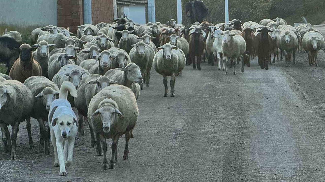 Edirne'de Sürü Sahipleri, Aylık 50 Bin Lira Maaşa Rağmen Çoban Bulamıyor