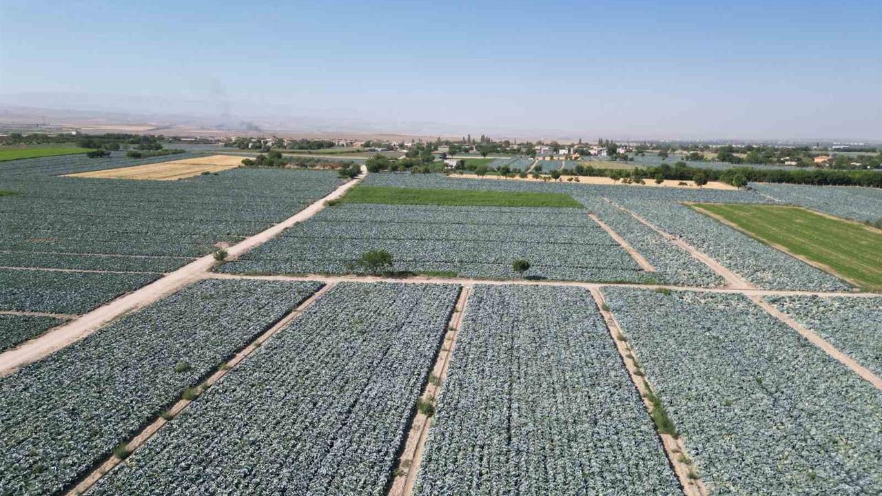 Niğde'de Lahana Tarlalarında Yapılan Pestisit Denetiminde Sağlık Ön Planda