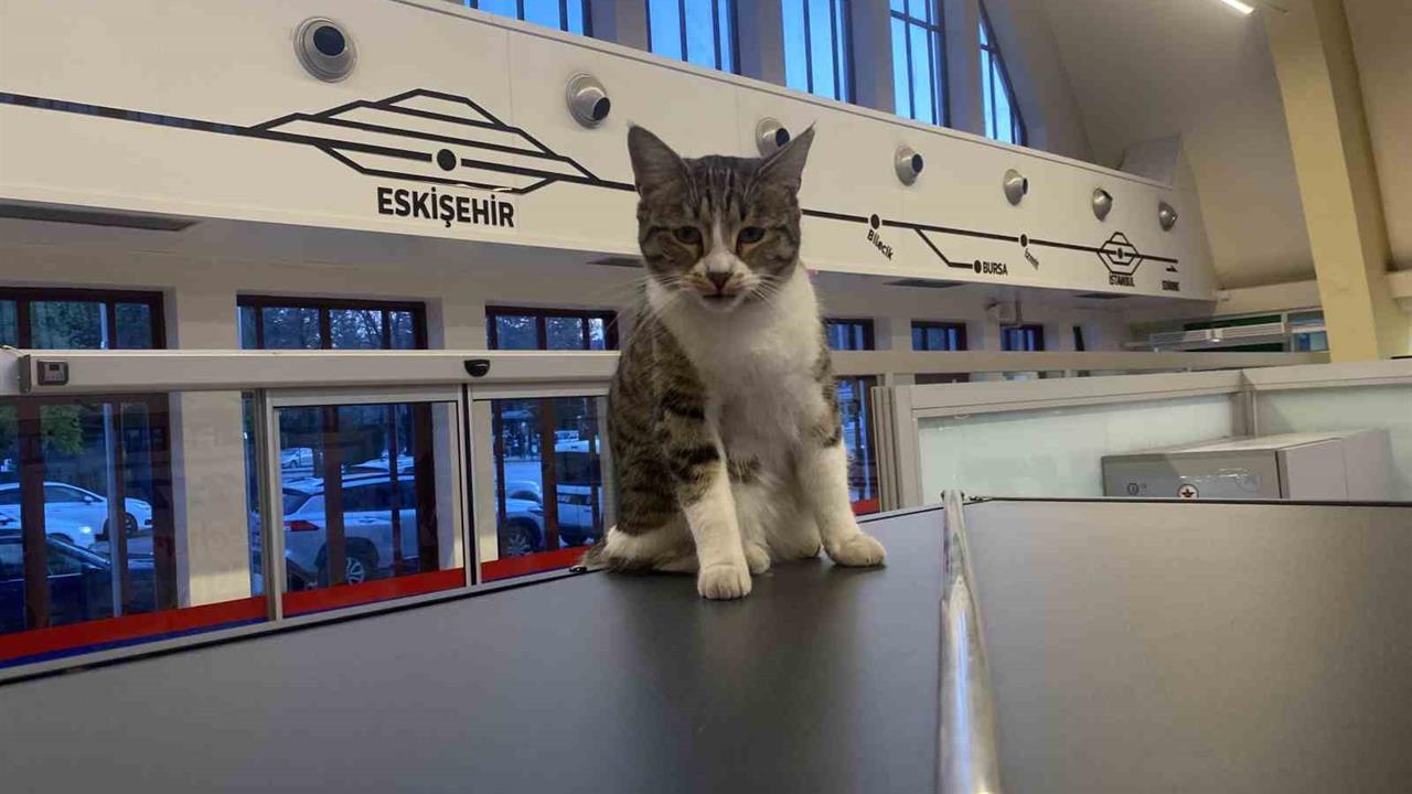 Eskişehir'deki Tren İstasyonu'nda Sokak Kedileri Yolcularla Birlikte