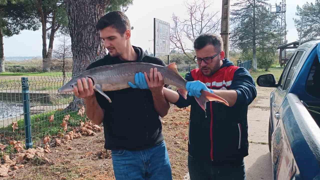 Edirne Meriç Nehri'nde Bulunan Mersin Balığı Koruma Altına Alındı