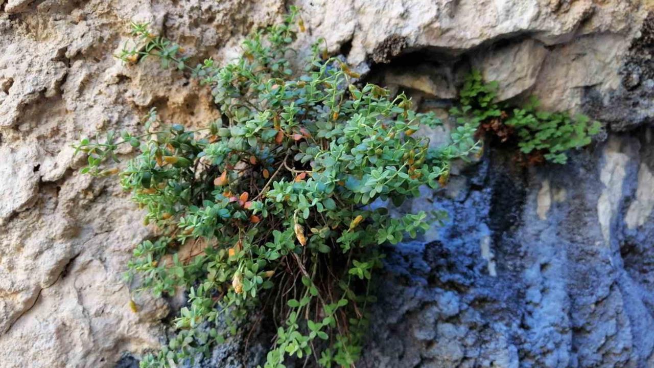 Malatya'da Yapılan Araştırma, Endemik Bitkinin Etkisini Ortaya Koydu