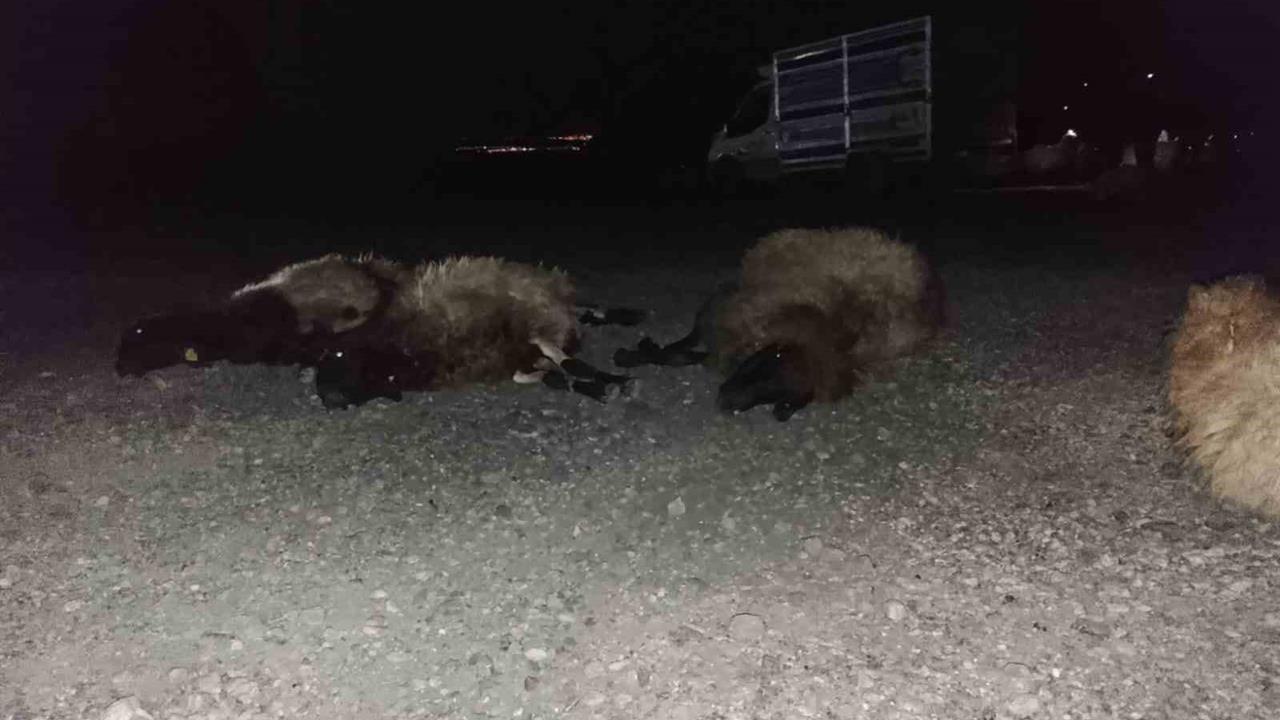 Şırnak'ta Otomobilin Koyun Sürüsüne Çarpması Sonucu 8 Koyun Telef Oldu