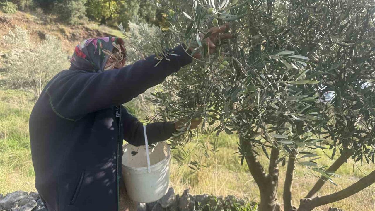 Antalya Akseki'de 88 Yaşındaki Emine Nine, Zeytin Hasadında Gençlere Taş Çıkarıyor