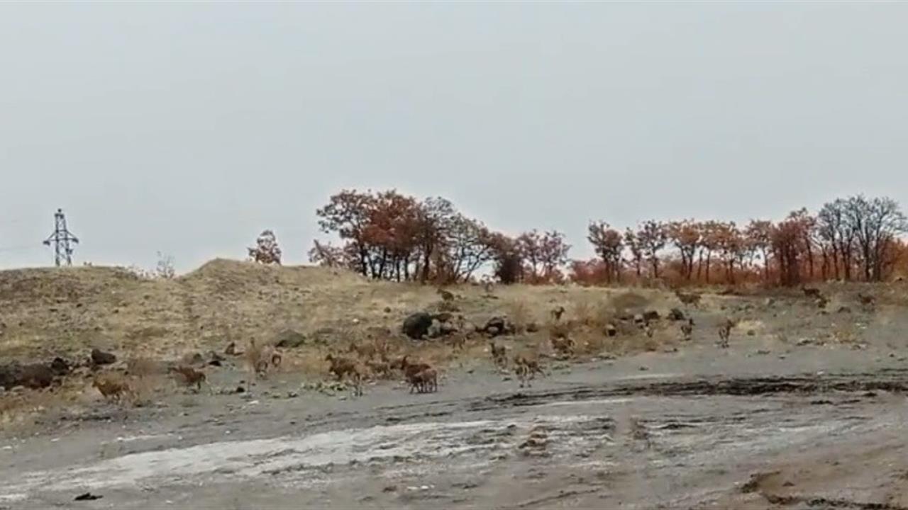 Tunceli Merkez'de Yol Kenarında Dağ Keçisi Sürüleri Görüntülendi