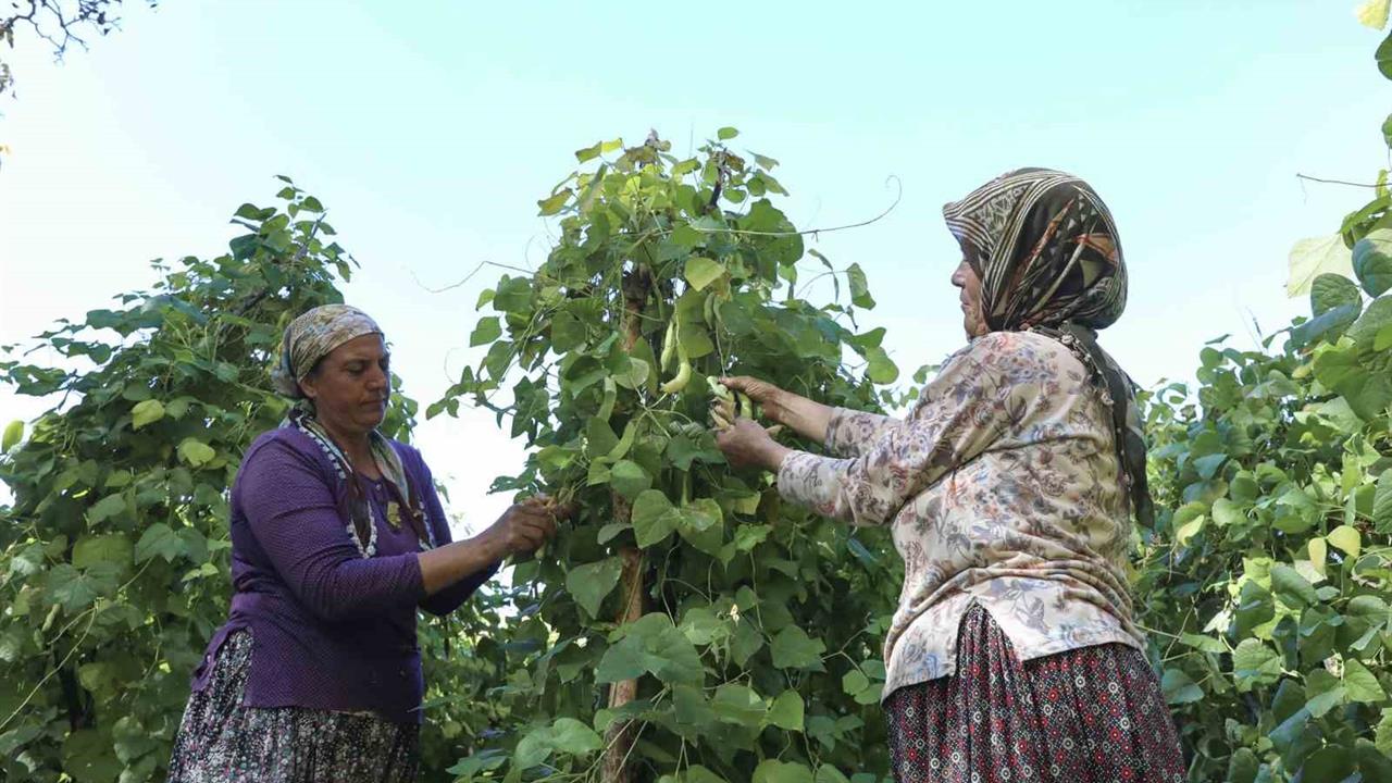 Mersin'de Atalık Tohum Projesi ile Leklek Fasulyesi Dağıtımı Gerçekleştirildi