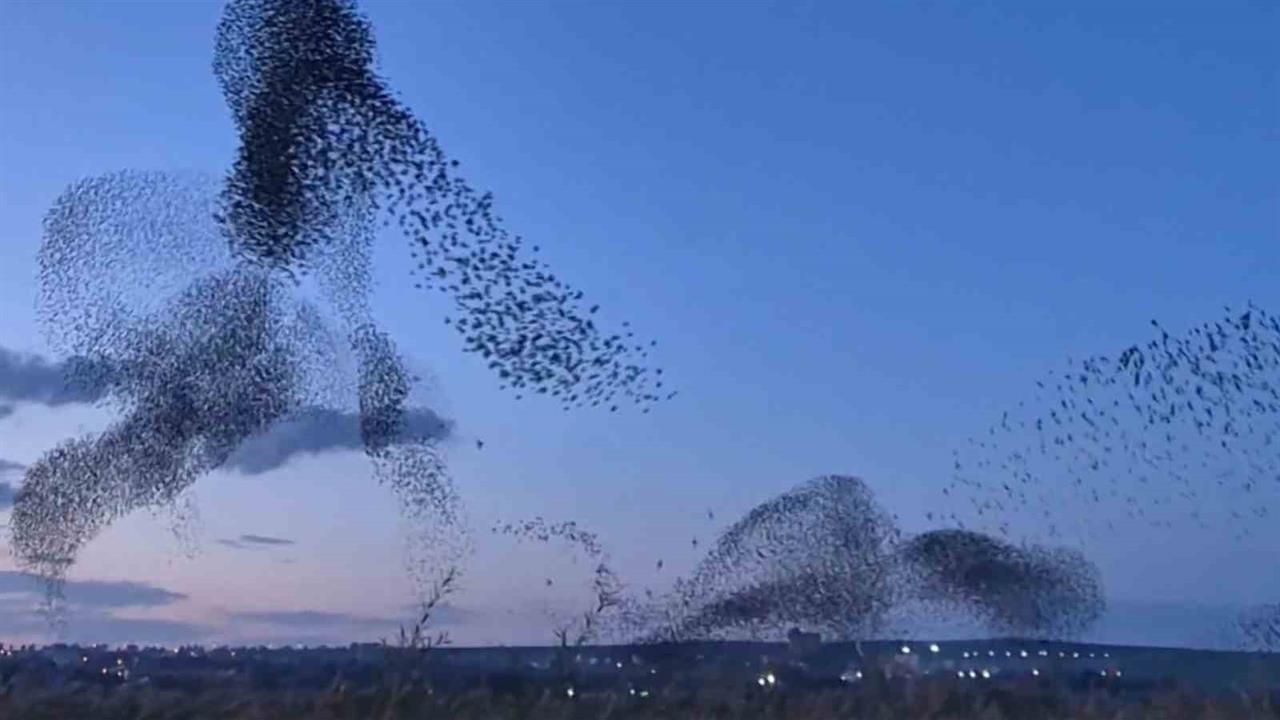 Tekirdağ Süleymanpaşa'da Sığırcıkların Senkronize Uçuşu İzleyenleri Büyüledi