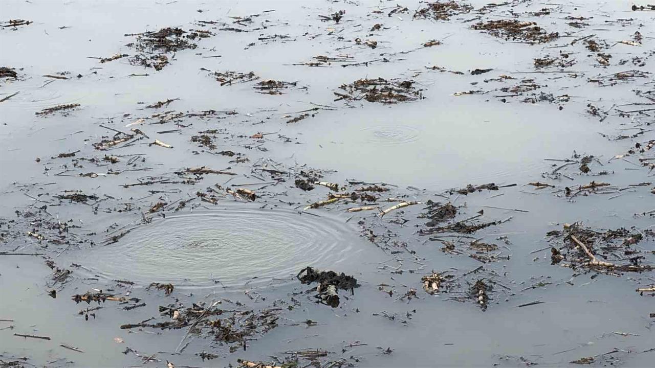 Düzce Efteni Gölü'nde Dipten Yüzeye Gelen Kabarcıklar Endişe Yarattı