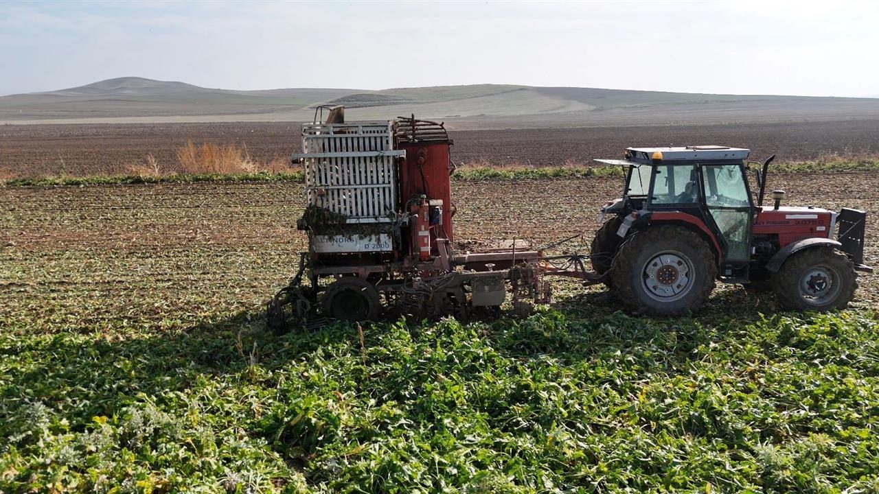 Ankara Polatlı'da Şeker Pancarı Hasadı Sona Yaklaşıyor, Çiftçiler Gün Doğmadan Tarlada