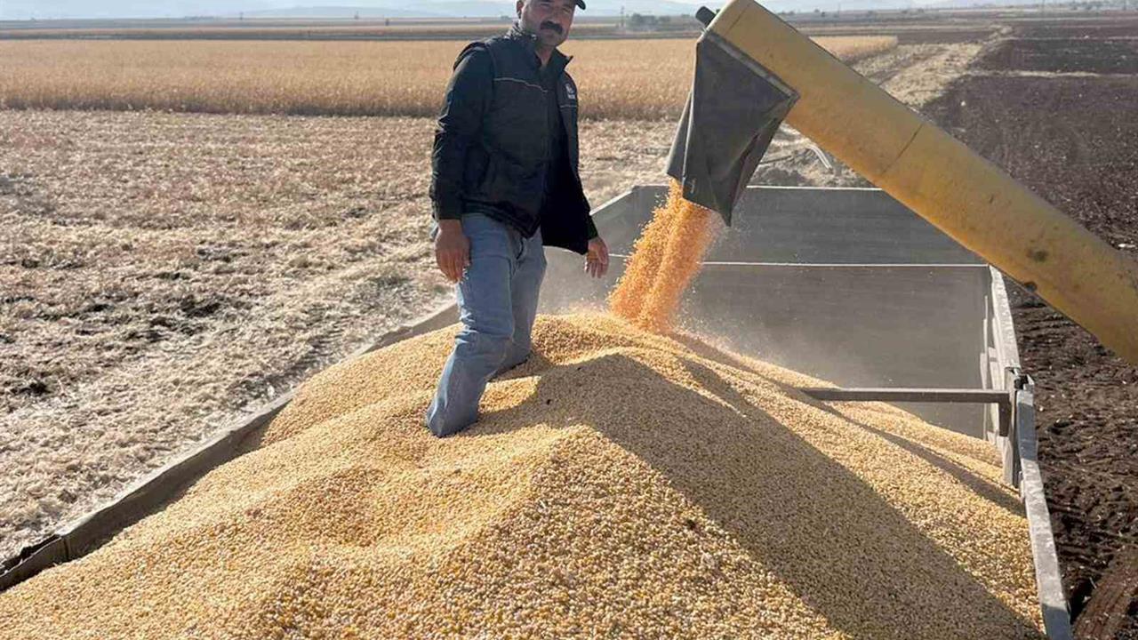 Gaziantep Araban'da 2025 Yılı İkinci Ürün Silajlık Mısır Hasadına Başlandı