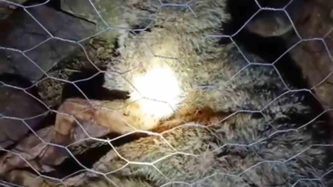 Trabzon Sürmene'de Çoban Köpekleri Kurt Saldırısını Önledi