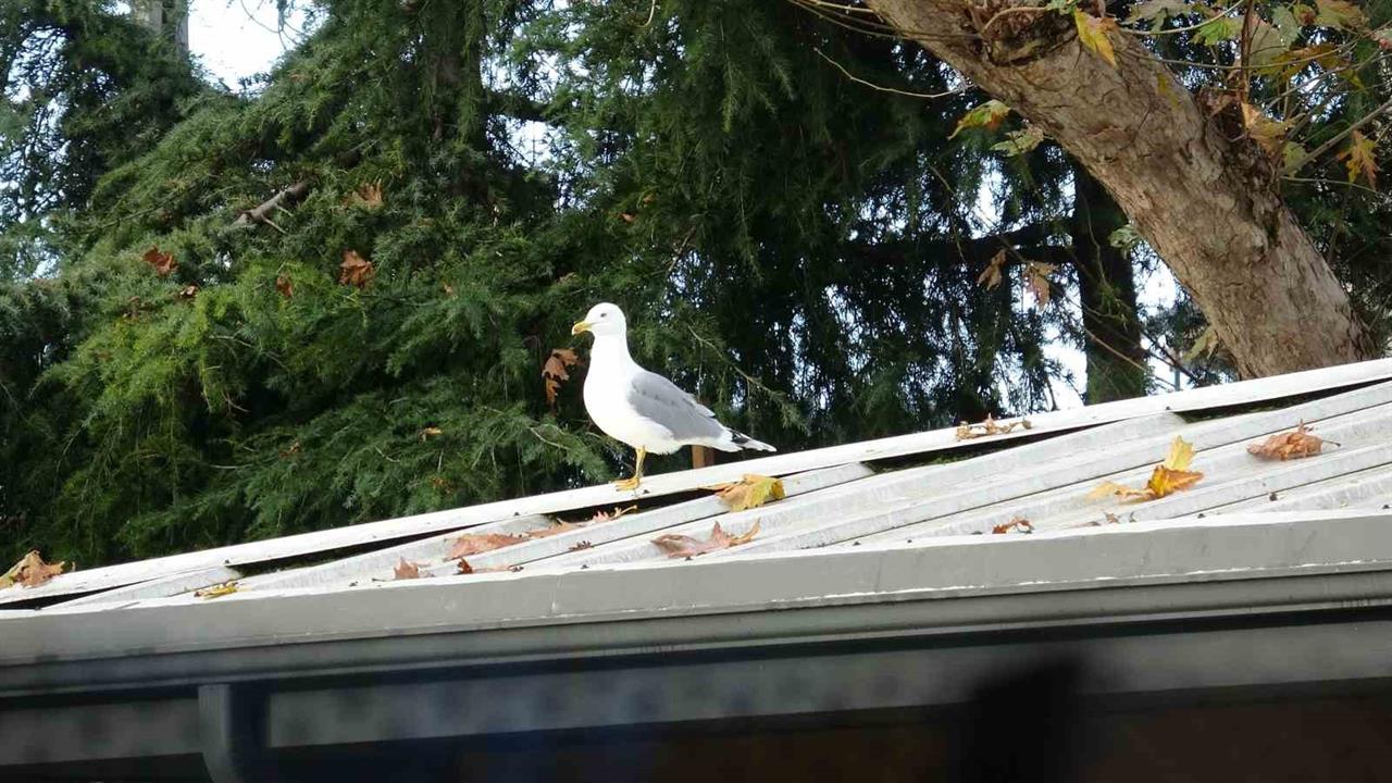 İstanbul'da Okulun Yanındaki Martı, Öğrencilerin Toplarını Kurtarıyor
