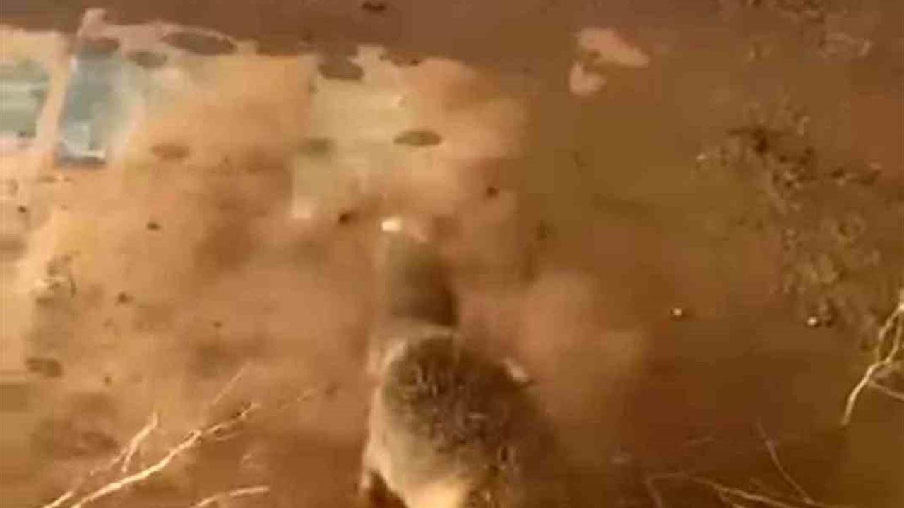 Batman Beşiri'de Kafası Bidona Sıkışan Tilki, Duyarlı Bir Vatandaş Tarafından Kurtarıldı