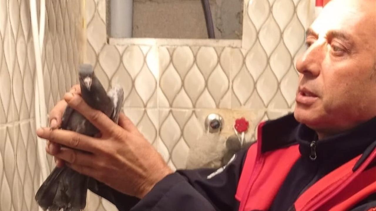 İskenderun'da Bina Boşluğunda Mahsur Kalan Güvercin İtfaiye Ekiplerince Kurtarıldı