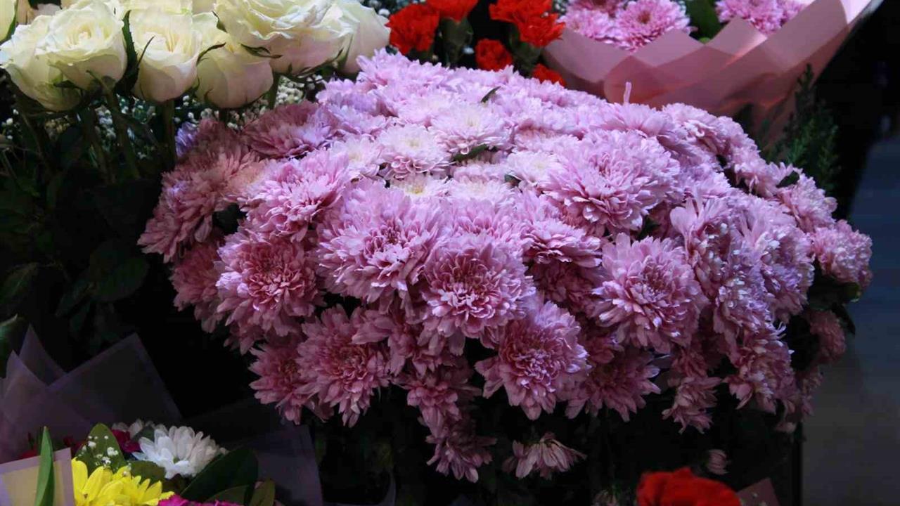 Ankara Çankaya'da Öğretmenler Günü'nde Kasımpatı Çiçeği Tercih Ediliyor