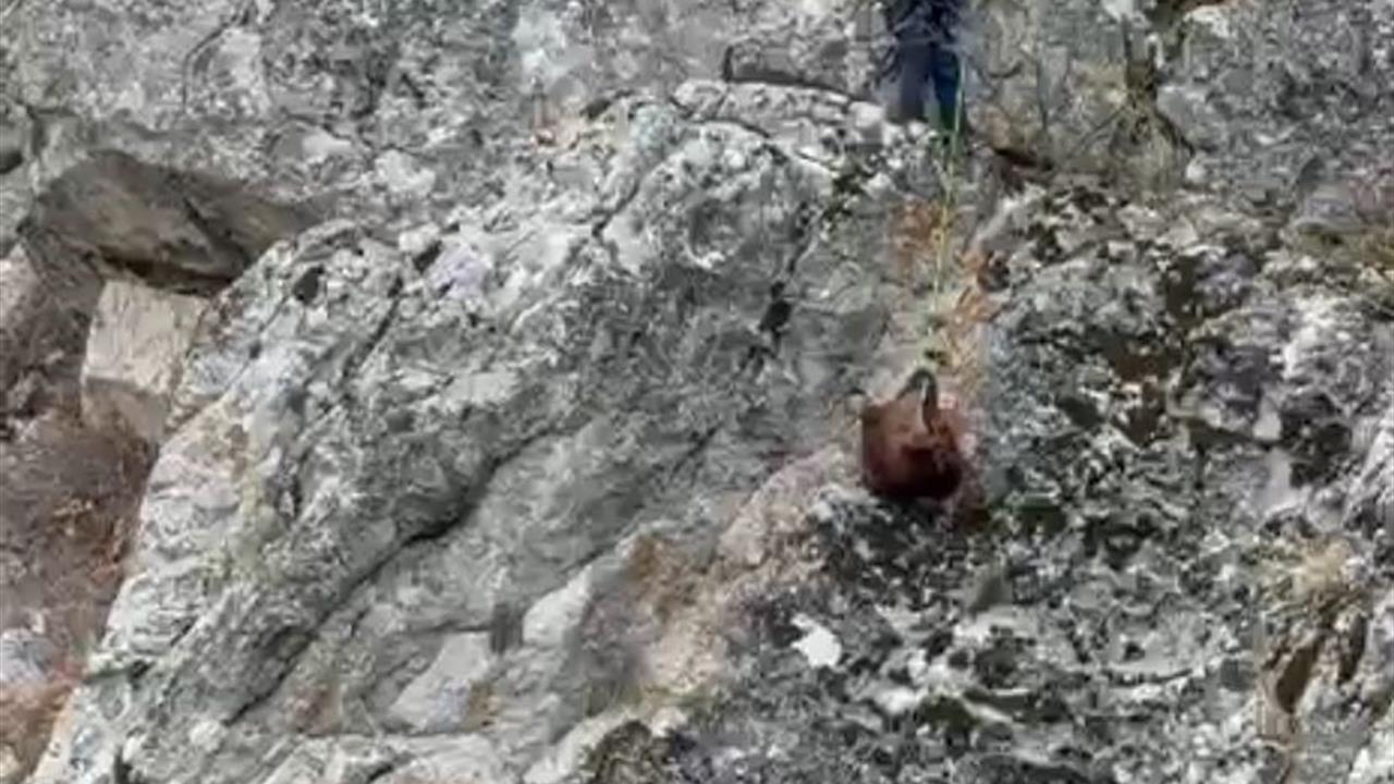 Burdur Bucak'ta Mahsur Kalan Keçiler İtfaiye Ekipleri Tarafından Kurtarıldı