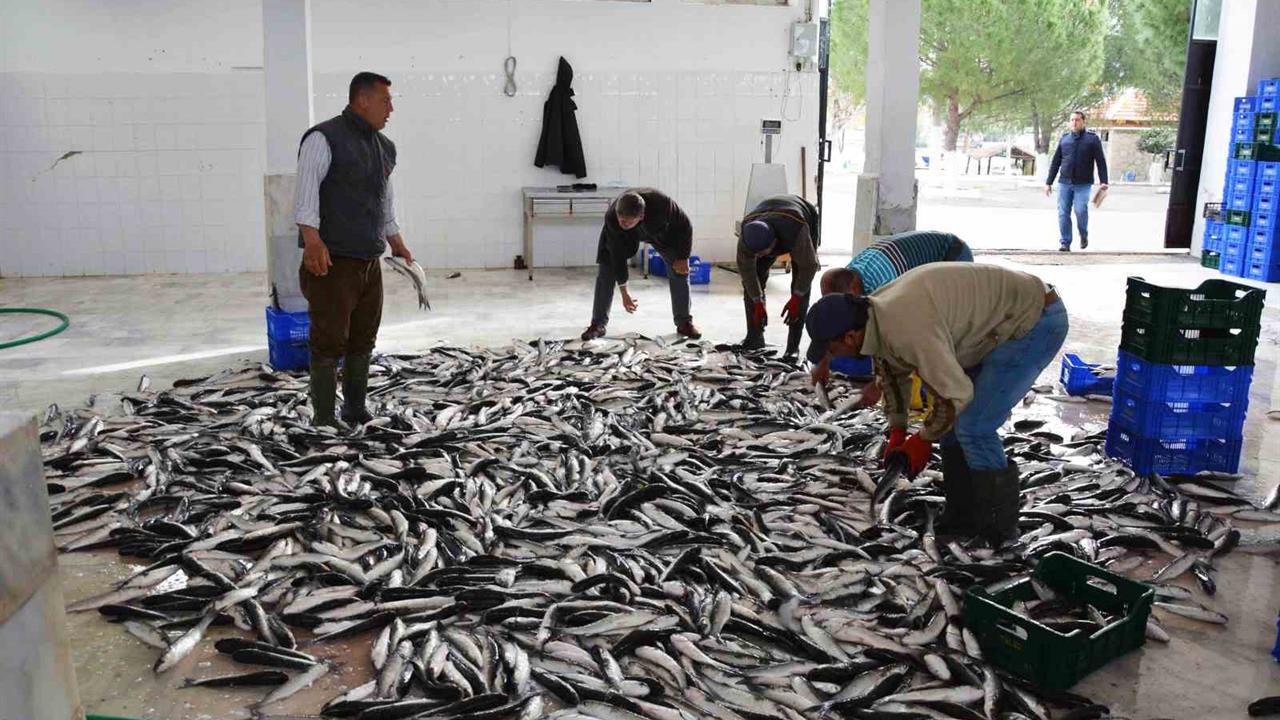 Muğla'da 2025 Yılının İlk 10 Ayında 618 Milyon Dolar Balık İhracatı Yapıldı