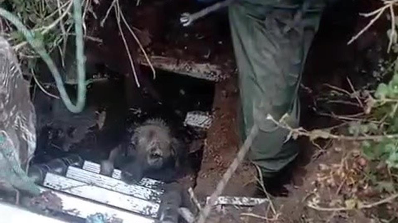 Antalya Kepez'de Foseptik Çukuruna Düşen Köpek İtfaiye Ekipleri Tarafından Kurtarıldı