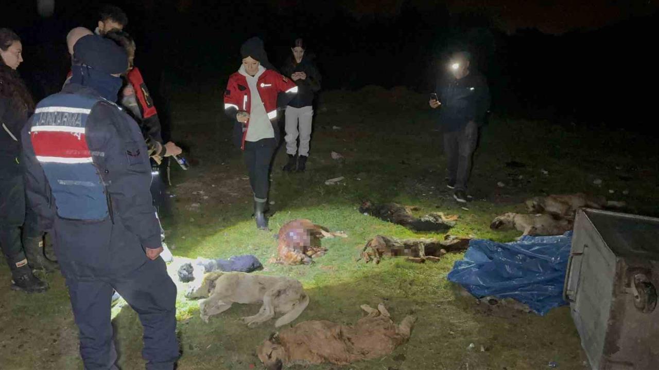 Samsun İlkadım'da Çöp Konteynerinde 9 Telef Olmuş Köpek Tespit Edildi
